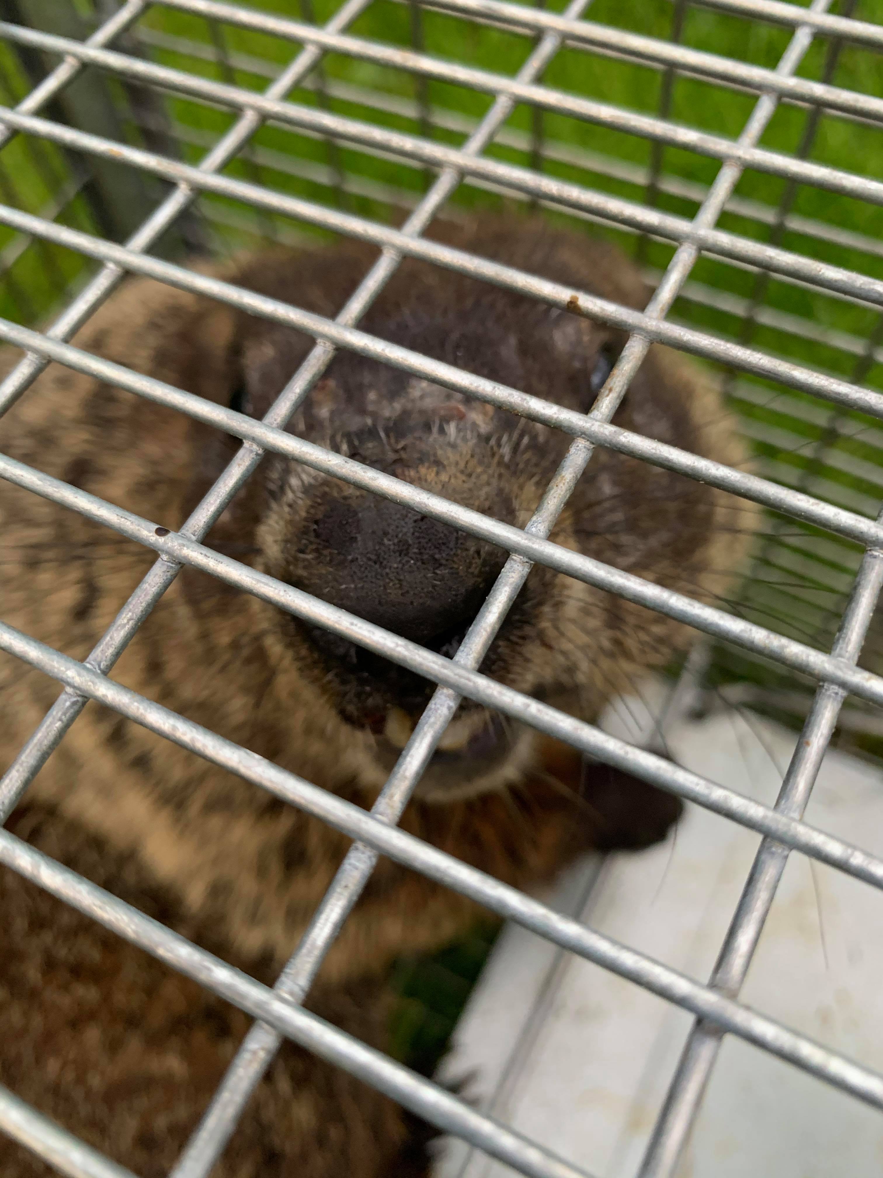 Removing Groundhog