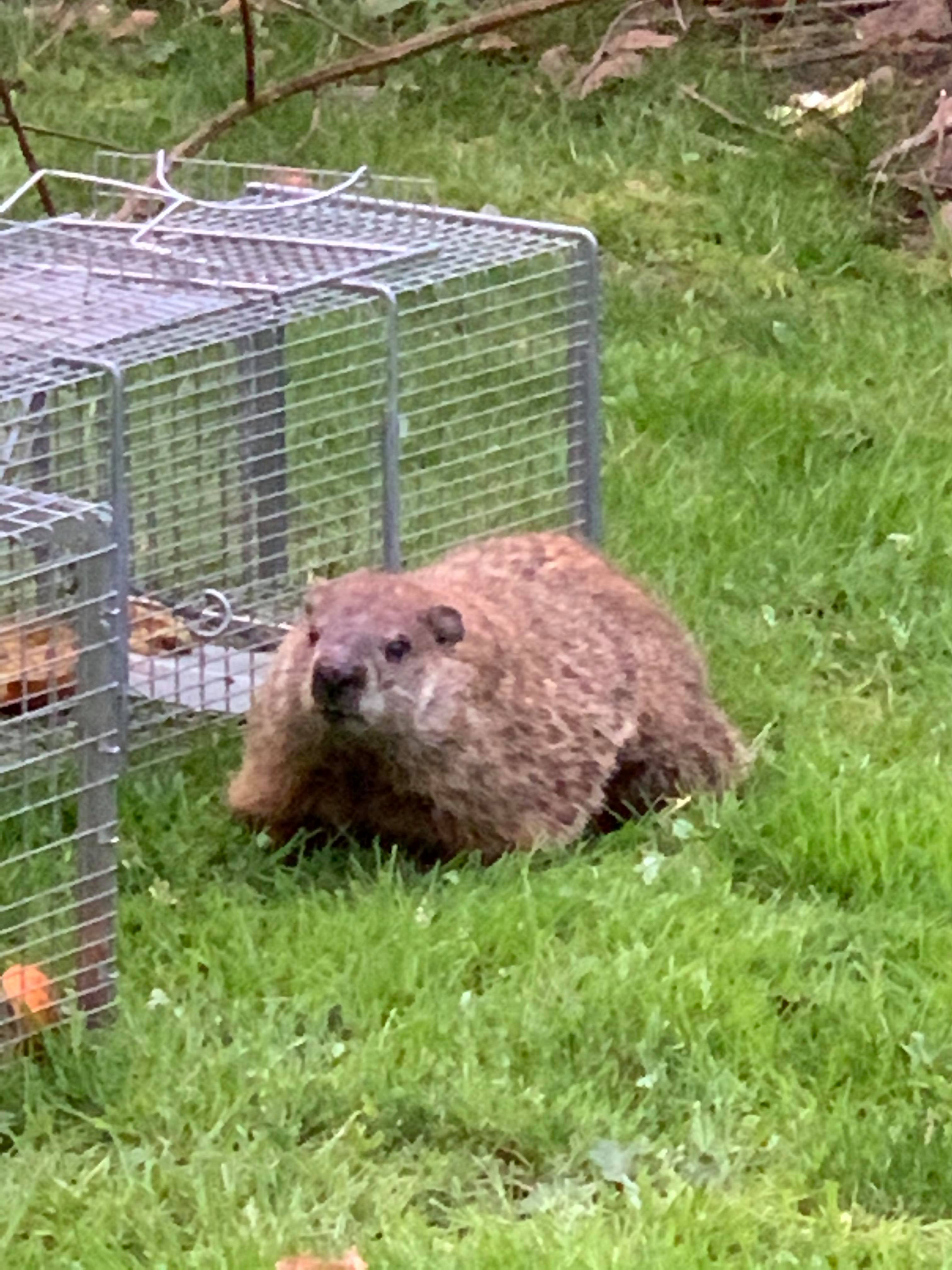 Humane Groundhog Trapping
